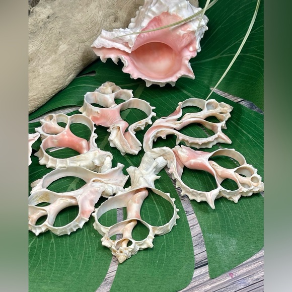 JUST IN- LG PINK MUREX CENTER CUT SHELLS SLICES DIY CRAFTING LOT - Picture 4 of 15